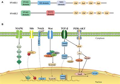 SNAIL1: Linking Tumor Metastasis to Immune Evasion